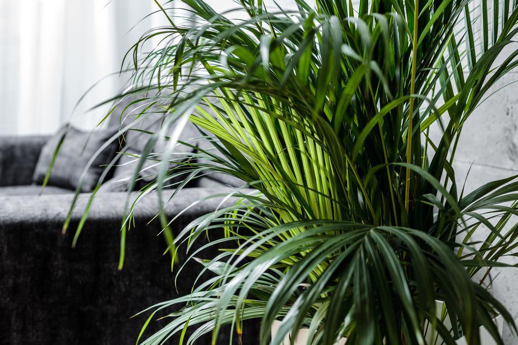 Platinia Residence 克拉科夫 外观 照片